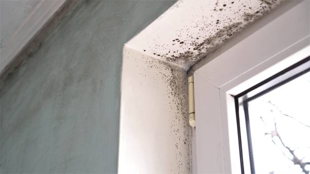 Best Same-Day Mold Removal  in Oroville, WA