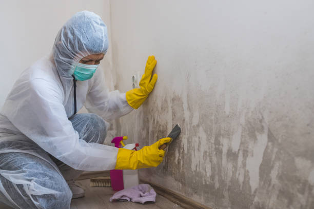 Best Certified Mold Removal  in Oroville, WA