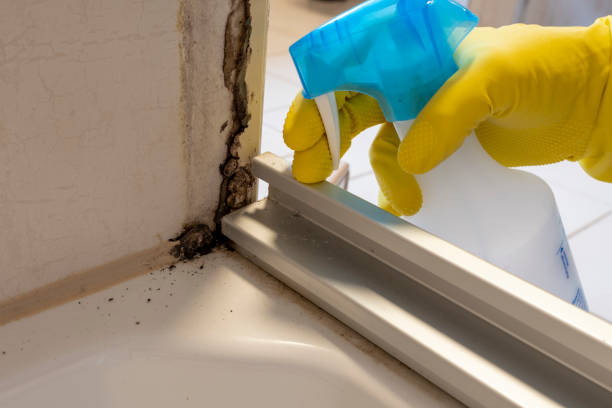 Best Commercial Mold Removal  in Oroville, WA