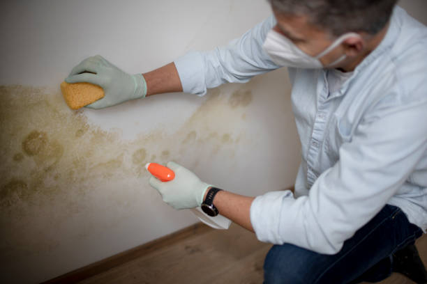 Best Mold Damage Repair  in Oroville, WA