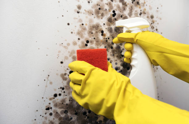 Best Professional Mold Removal  in Oroville, WA