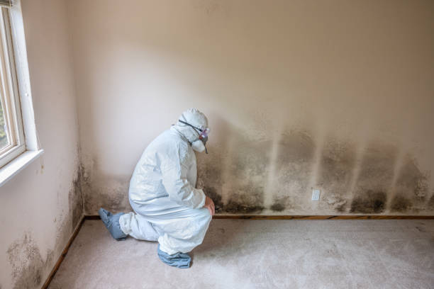 Best Mold Remediation  in Oroville, WA