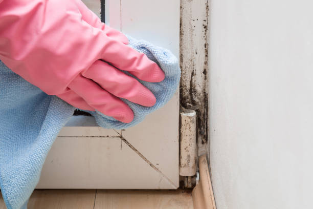 Best Home Mold Removal  in Oroville, WA